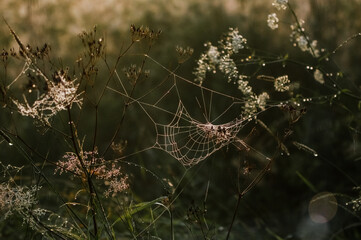 Kompozycja roślinna gałązki z wiszącą pajęczyną w pięknym świetle zachodzącego słońca - obrazy, fototapety, plakaty