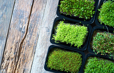 Micro green sprouts in a black trays on a wooden background. Copy space.