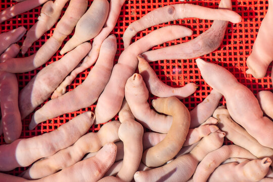 Gaebul: The Genital-shaped Delicacy From South Korea.