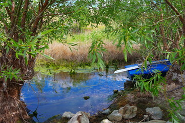 the river in the forest