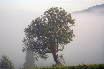 Drzewa na skraju spowitej mgłą łąki na tle  gór