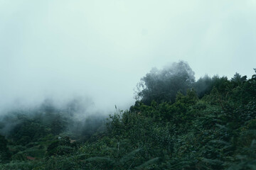 Nebliger Wald - Madeira