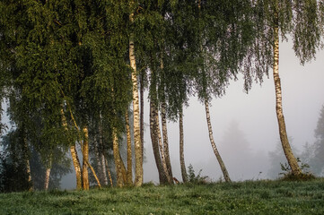 Drzewa brzozy na skraju łąki spowitej mgłą