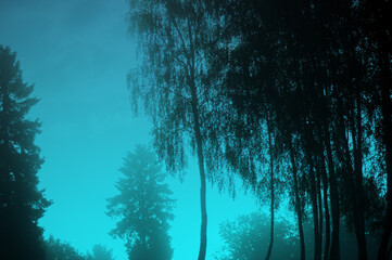 Las we mgle w błękitnej poświacie - obrazy, fototapety, plakaty