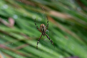 Spider on a web, Argiope bruennichi