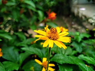 yellow flowers in the garden