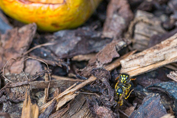 Two wasps being aggressive and fighting amongst wood bark close to a rotting apple
