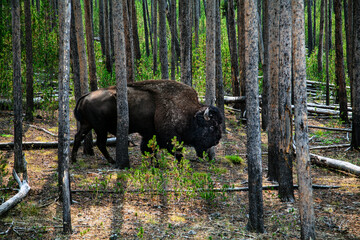 Yellowstone National Park Bison and Elk wildlife
