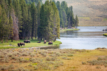 Yellowstone National Park Bison and Elk wildlife © Cavan