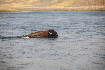 Yellowstone National Park Bison and Elk wildlife