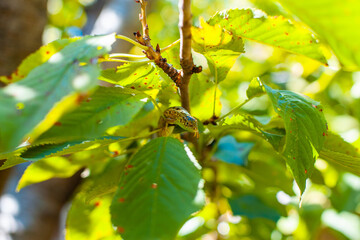 Green spotted lizard on a tree branch, on a tree cobweb. Copy space
