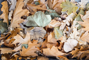 Autumn colorful leaves on the sidewalk during leaf fall