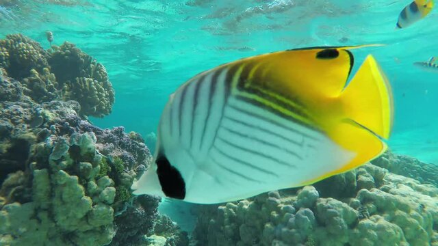Schooling Threadfin butterflyfish (Chaetodon auriga) in Bora Bora, French Polynesia