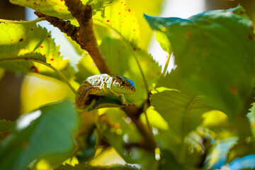 The green lizard hung from a branch of a cherry tree. Copy space