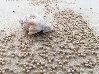shell on the sand,white shell,bead sand