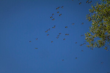 Flock of birds flying in the sky