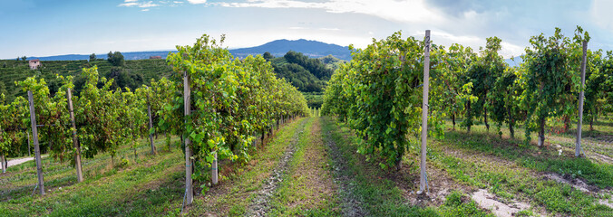 Valdobbiadene Treviso, Italy: hills and vineyards