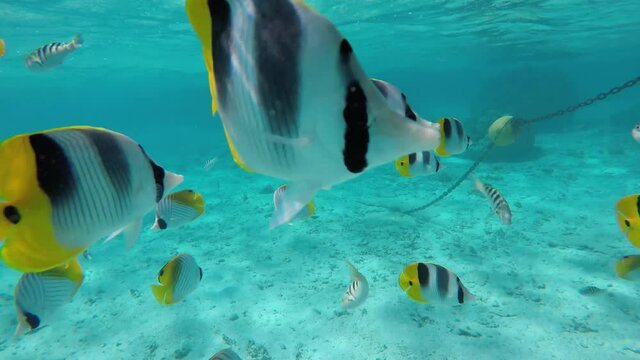 Schooling Threadfin butterflyfish (Chaetodon auriga) in Bora Bora, French Polynesia
