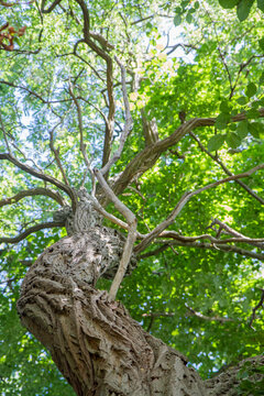 Alder tree seen upwards