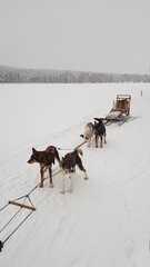 Husky dog sledding in Northern Sweden in the snowy landscapes of Lapland outside of Lycksele