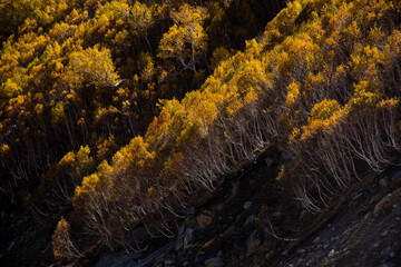 Yellow vegetation in remote places of earth - Fauna of Spiti Valley where the land is dry and weather is cold. Vibrant colors created by trees and bush during fall at high altitude valley in India.