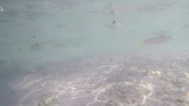 Aggressive feeding frenzy with a frantic school of tropical goatfish in Bora Bora