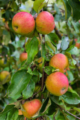 Wilder Apfelbaum | Apfel, Äpfel