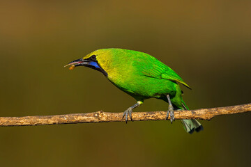 A beautiful Indian bird perched