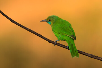 A beautiful Indian bird perched