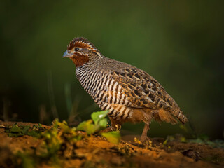 A beautiful Indian bird perched