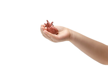 Baby hands holding human heart model on white background. Organ Donations concept.