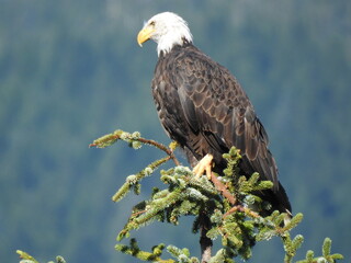 american bald eagle on a branch