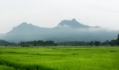 Green rice fields in the rainy season with mountains in the background