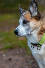 Portrait of an Alaskan Husky mixed breed