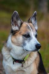 Portrait of an Alaskan Husky mixed breed