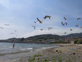 seagulls on the beach
