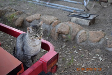 Gatto in giardino 