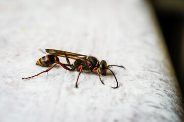 Wood wasp Siricidae Symphyta on a smooth surface with antennae macro