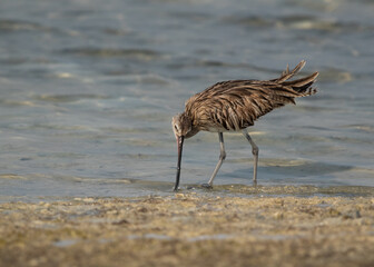 Closeup of a Eurasian curlew feeding at Busiateen coast, Bahrain