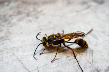 Wood wasp Siricidae Symphyta on a smooth surface with antennae macro