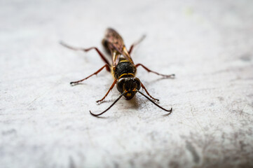 Wood wasp Siricidae Symphyta on a smooth surface with antennae macro