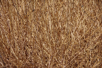 Close-up full frame view of an area of dead Gran canon Bush Snapdragon plants in a hot and dry California summer