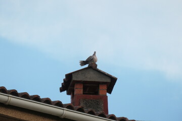 buddhist temple roof