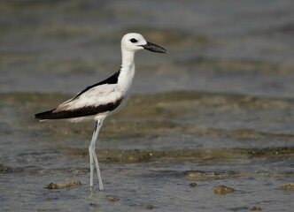 Closeup of Crab plover at Busaiteen coast, Bahrain