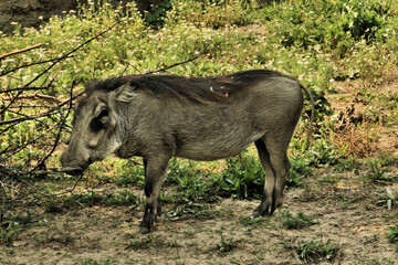 warthog in the wild