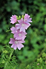 Obraz premium pink flowers in the forest