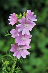 pink flowers in the garden