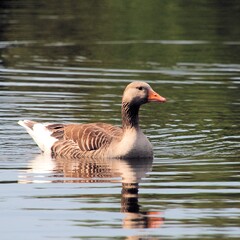 Greylag goose on the water
