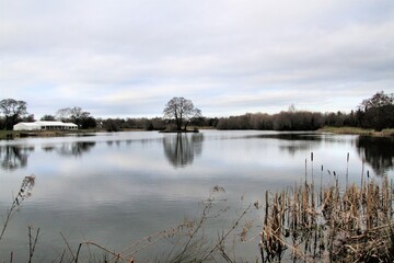 reflection of trees in the water