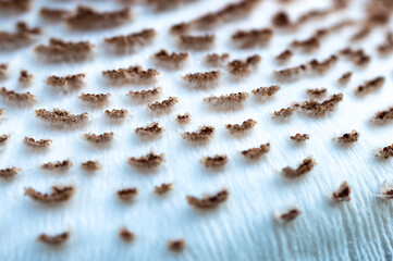 Nature Abstract: Close Look at Cap of a Parasol Mushroom